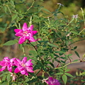 ロサ・キネンシス・ミニマ Rosa chinensis minima