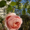 Ambridge Rose　081231-1