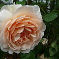 写真: 090506　アンブリッジローズ　Ambridge Rose