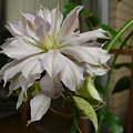写真: 090512　バイオレット　エリザベス　'Violet Elizabeth'　Early large-flowered group