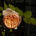 36 アンブリッジ・ローズ Ambridge Rose