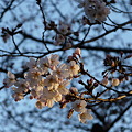 写真: 648 桜
