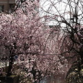 写真: 651　桜