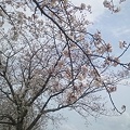 大淀川堤防の桜２