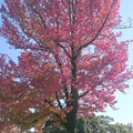 写真: 宮崎県総合文化公園の紅葉１