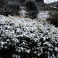 写真: 宮崎市でも初雪２