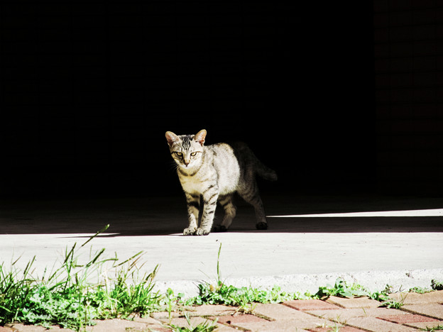写真: 猫撮り散歩2113