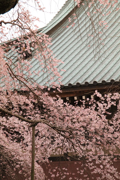 写真: 般若院 枝垂桜
