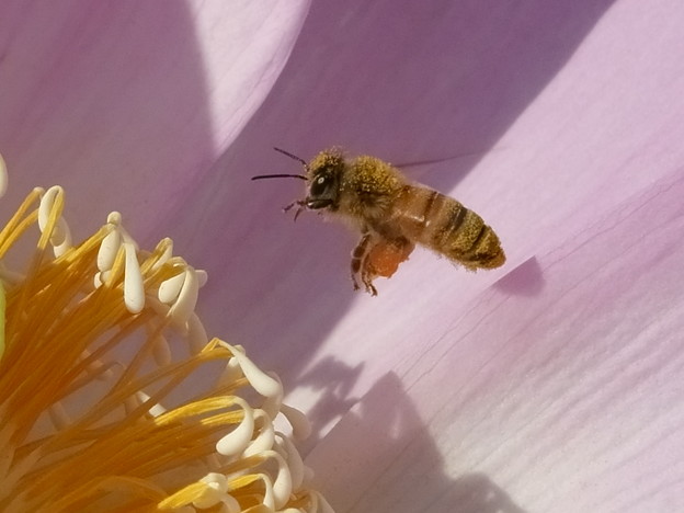写真: ミツバチ