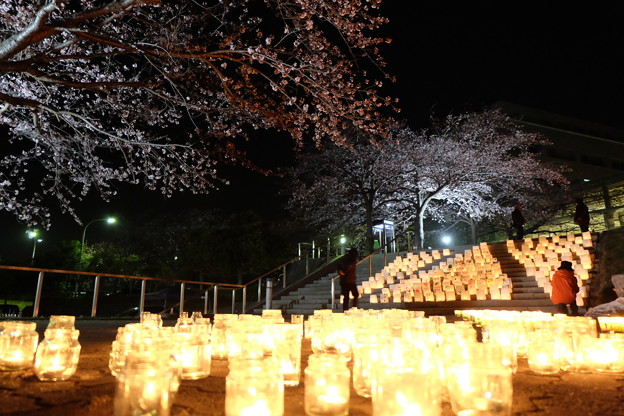 写真: 夜桜キャンドルナイト