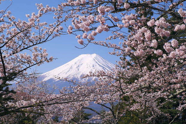写真: 桜と富士