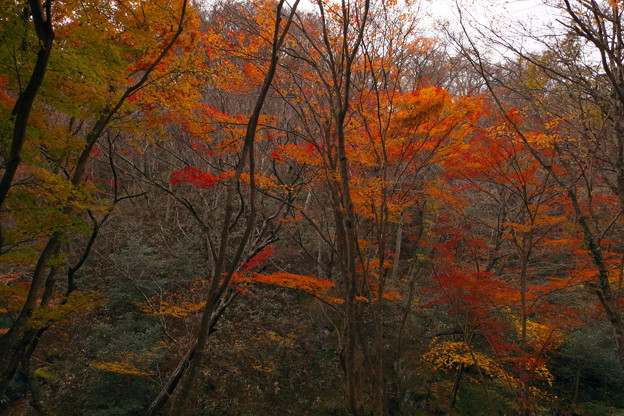 写真: 紅葉の花貫渓谷