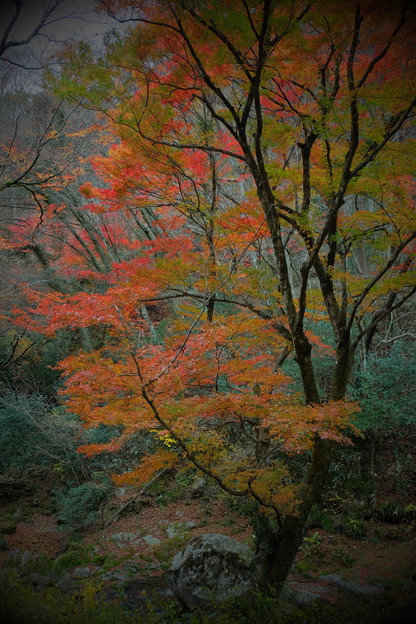 写真: 紅葉の花貫渓谷