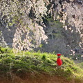 写真: お地蔵さまとしだれ桜