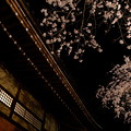写真: 桜と寺院