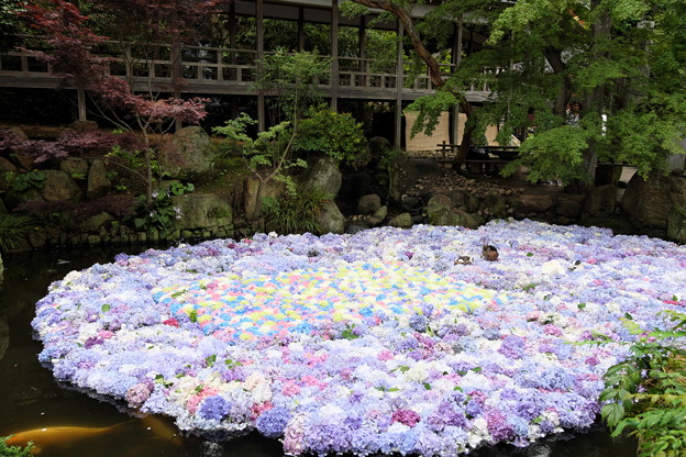 写真: 紫陽花池