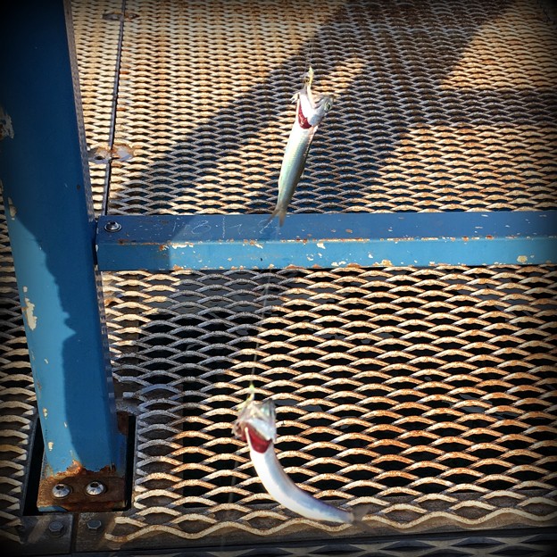 写真: 釣られまくるカタクチイワシの皆さん＠本牧海釣り施設