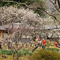 写真: 梅に集まるカメラマン