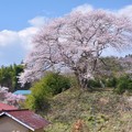 写真: 芹沢一里桜