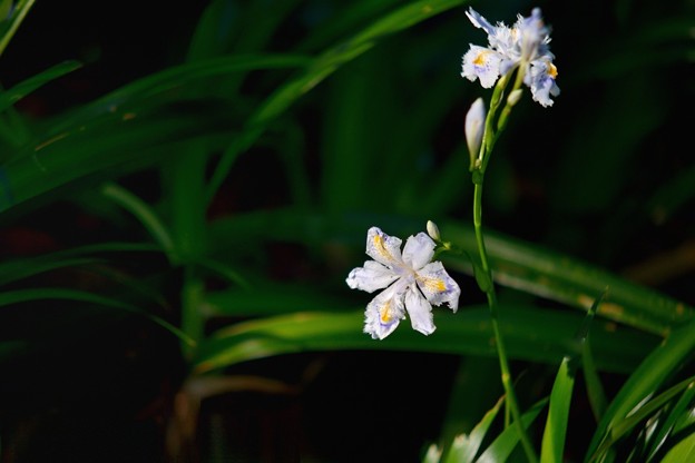 写真: Iris japonica