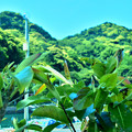 写真: アコー樹木の若葉と岩戸山
