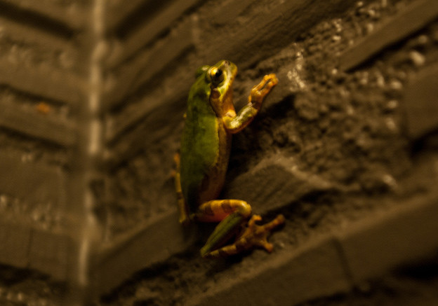 写真: 壁登りの蛙