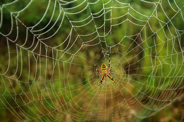 写真: 朝露に濡れた蜘蛛