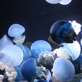 写真: 鶴岡市立加茂水族館のクラゲ