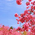 写真: 弘前公園の桜