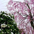 写真: 49 雪見桜 7