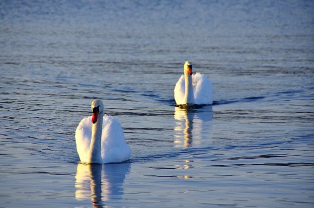 写真: 黄昏の湖　こぶ白鳥０１