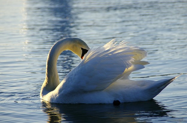 写真: 黄昏の湖　こぶ白鳥０６