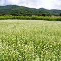 ２０１５富士山麓・夏１４５「忍野村平野・蕎麦畑」