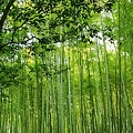 写真: 竹の癒し