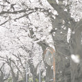 写真: Tokyo landscape...次の春は…