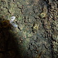 写真: ニホンミツバチ巣門（自然巣(7)-1