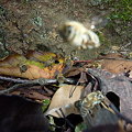 写真: ニホンミツバチ巣門（自然巣(3)-3