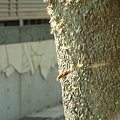 写真: ニホンミツバチ巣門（自然巣(6)-2