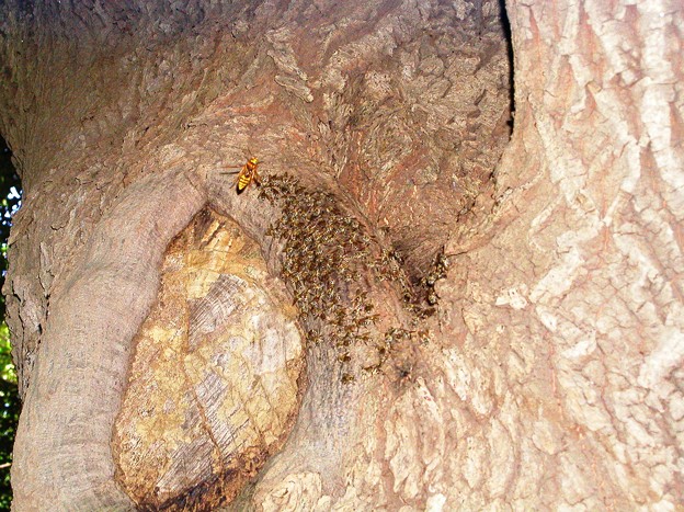 09.09.25 キイロスズメバチに襲撃されるニホンミツバチ巣門前（自然巣(1)）-2