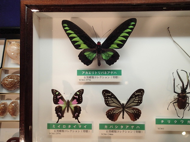 写真: 横須賀自然・人文博物館