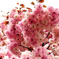 写真: 大阪造幣局の桜の通り抜け