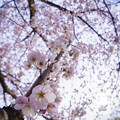 写真: 桜の塔