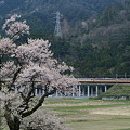 写真: 老桜と国鉄色｡（湖西線：滋賀県）
