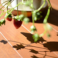 写真: strawberries(110110-1)