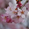 写真: Sakura