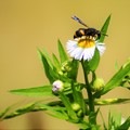 道辺の花と蜂