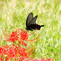 写真: 片恋花と蝶