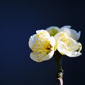 写真: 庭の白梅