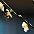 写真: 白梅と蜂-1