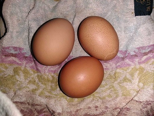 写真: 卵　殻付き